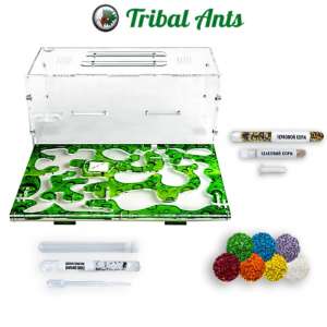 Мурашина ферма "Рай C2" – великий світ маленьких дослідників!