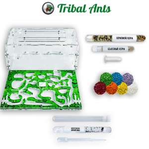 Мурашина ферма "Рай C" – ідеальний старт для вашої колонії!